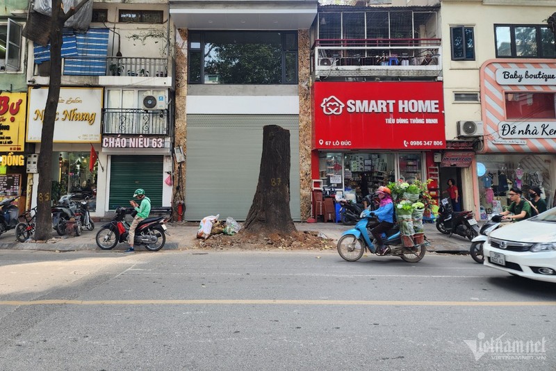 Cây sao đen trăm tuổi bị chết được chặt hạ. w-sao-den-30-1-1297.jpg