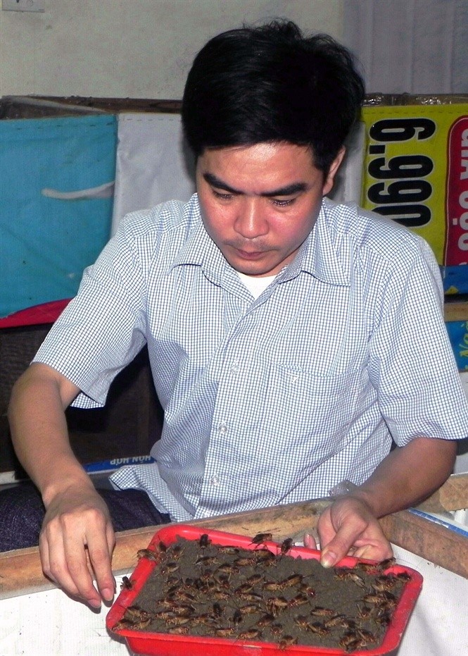 “Thắng Dế” “chỉ huy” dế sinh sản