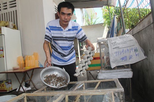 Kỹ thuật nuôi đơn giản và đầu tư ít nhưng dế mèn đang mang lại thu nhập khá cho người nuôi - Ảnh: K.Hoan 