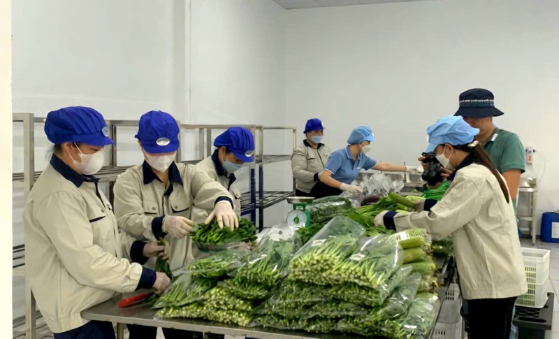 Đóng gói các sản phẩm rau tại Hợp tác xã Sản xuất và Kinh doanh dịch vụ nông nghiệp Văn Đức. Ảnh: Trung Nguyên - hanoimoi.vn. RauVanDuc.jpg