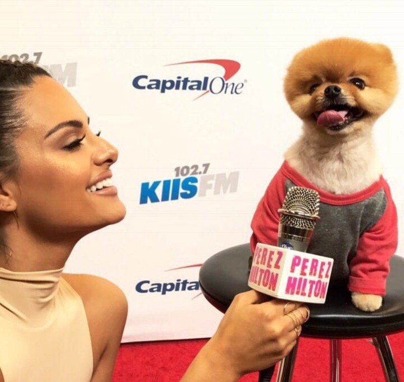 Chú chó Jiff Pom nổi tiếng ra sao mà được xuất hiện trong sự kiện lớn nhất năm của Facebook? ảnh 12 Chú chó Jiff Pom nổi tiếng ra sao mà được xuất hiện trong sự kiện lớn nhất năm của Facebook? ảnh 12
