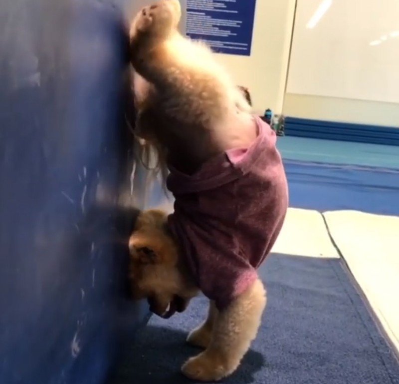 Chú chó Jiff Pom nổi tiếng ra sao mà được xuất hiện trong sự kiện lớn nhất năm của Facebook? ảnh 13 Chú chó Jiff Pom nổi tiếng ra sao mà được xuất hiện trong sự kiện lớn nhất năm của Facebook? ảnh 13