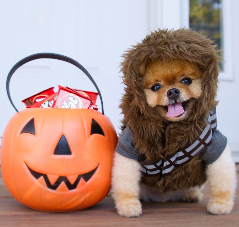 Chú chó Jiff Pom nổi tiếng ra sao mà được xuất hiện trong sự kiện lớn nhất năm của Facebook? ảnh 14 Chú chó Jiff Pom nổi tiếng ra sao mà được xuất hiện trong sự kiện lớn nhất năm của Facebook? ảnh 14
