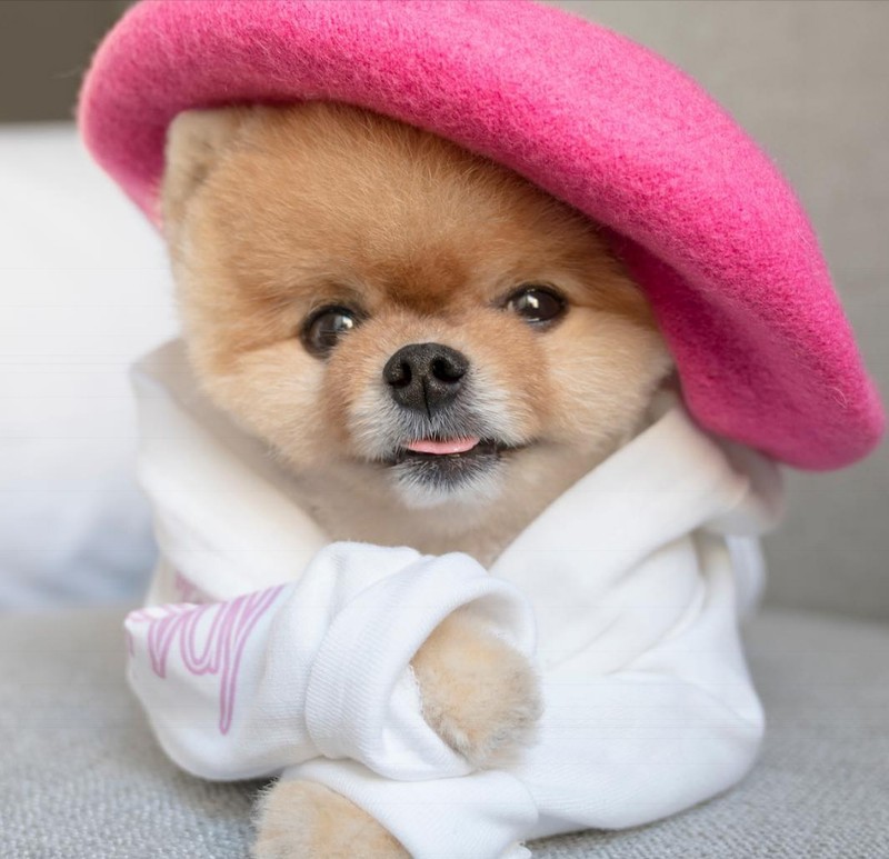 Chú chó Jiff Pom nổi tiếng ra sao mà được xuất hiện trong sự kiện lớn nhất năm của Facebook? ảnh 15 Chú chó Jiff Pom nổi tiếng ra sao mà được xuất hiện trong sự kiện lớn nhất năm của Facebook? ảnh 15