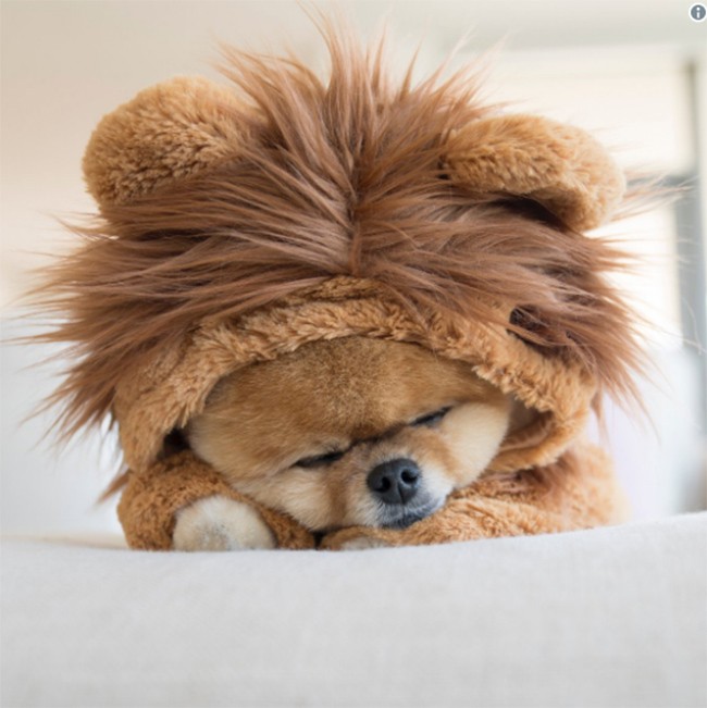 Chú chó Jiff Pom nổi tiếng ra sao mà được xuất hiện trong sự kiện lớn nhất năm của Facebook? ảnh 16 Chú chó Jiff Pom nổi tiếng ra sao mà được xuất hiện trong sự kiện lớn nhất năm của Facebook? ảnh 16