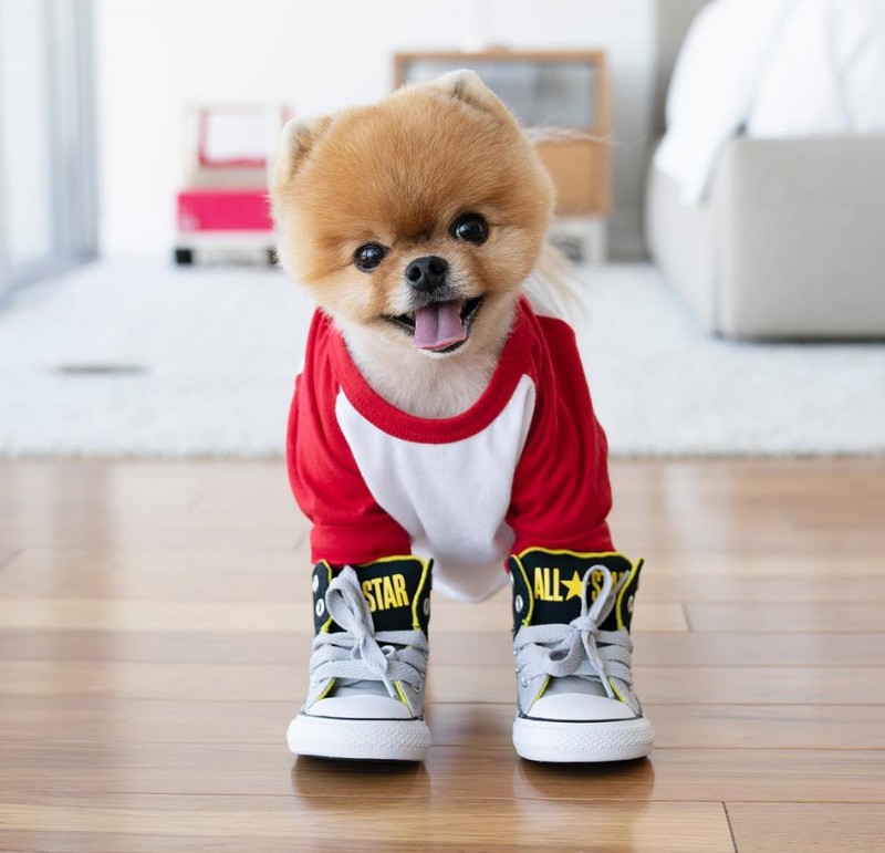 Chú chó Jiff Pom nổi tiếng ra sao mà được xuất hiện trong sự kiện lớn nhất năm của Facebook? ảnh 1 Chú chó Jiff Pom nổi tiếng ra sao mà được xuất hiện trong sự kiện lớn nhất năm của Facebook? ảnh 1