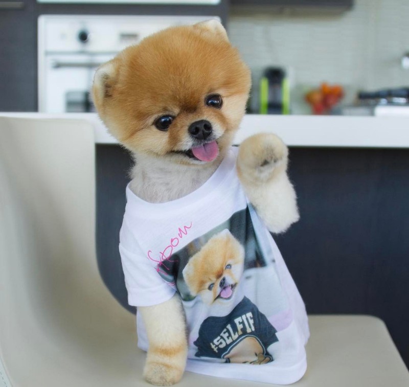 Chú chó Jiff Pom nổi tiếng ra sao mà được xuất hiện trong sự kiện lớn nhất năm của Facebook? ảnh 2 Chú chó Jiff Pom nổi tiếng ra sao mà được xuất hiện trong sự kiện lớn nhất năm của Facebook? ảnh 2