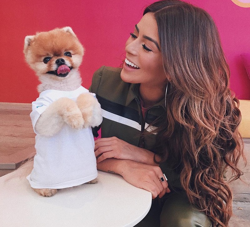 Chú chó Jiff Pom nổi tiếng ra sao mà được xuất hiện trong sự kiện lớn nhất năm của Facebook? ảnh 3 Chú chó Jiff Pom nổi tiếng ra sao mà được xuất hiện trong sự kiện lớn nhất năm của Facebook? ảnh 3