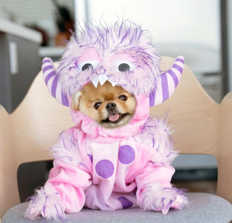 Chú chó Jiff Pom nổi tiếng ra sao mà được xuất hiện trong sự kiện lớn nhất năm của Facebook? ảnh 4 Chú chó Jiff Pom nổi tiếng ra sao mà được xuất hiện trong sự kiện lớn nhất năm của Facebook? ảnh 4