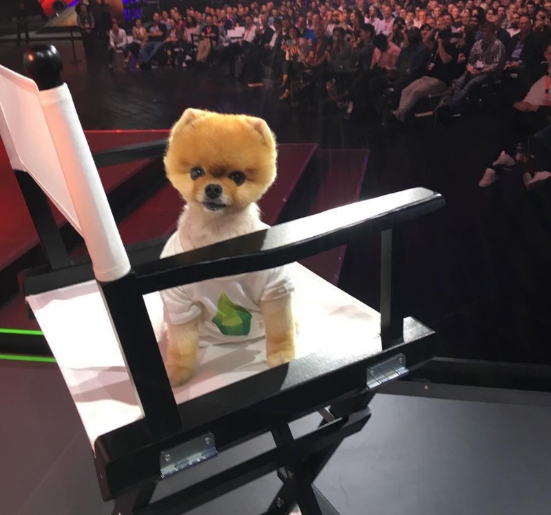 Chú chó Jiff Pom nổi tiếng ra sao mà được xuất hiện trong sự kiện lớn nhất năm của Facebook? ảnh 7 Chú chó Jiff Pom nổi tiếng ra sao mà được xuất hiện trong sự kiện lớn nhất năm của Facebook? ảnh 7