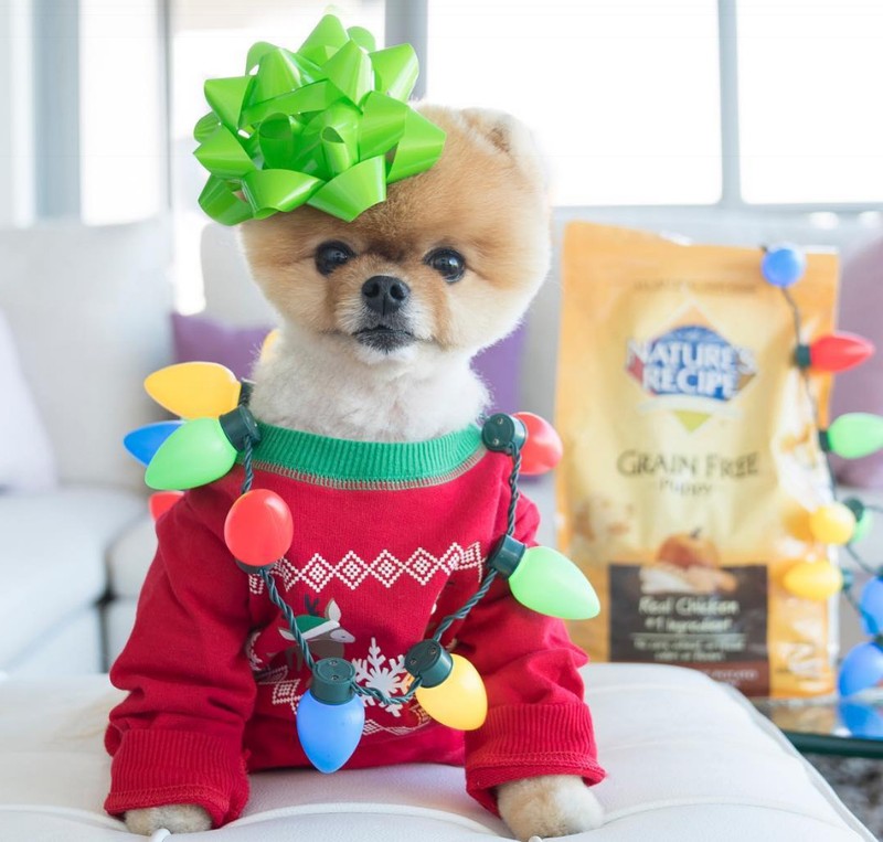 Chú chó Jiff Pom nổi tiếng ra sao mà được xuất hiện trong sự kiện lớn nhất năm của Facebook? ảnh 8 Chú chó Jiff Pom nổi tiếng ra sao mà được xuất hiện trong sự kiện lớn nhất năm của Facebook? ảnh 8