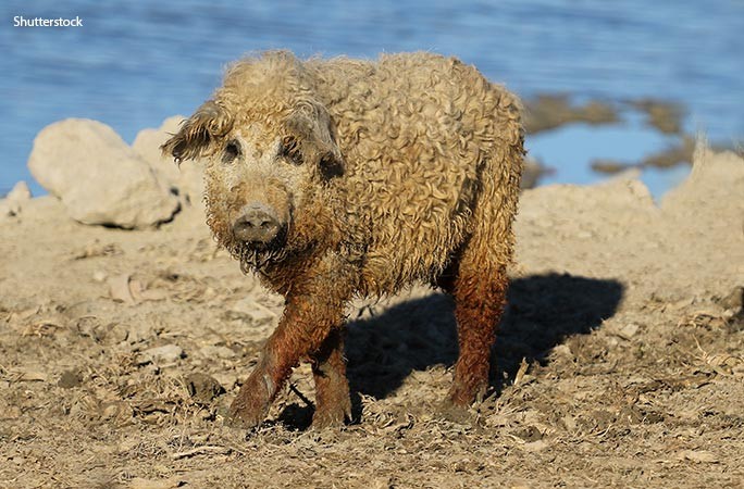 (ảnh ShutterStock) (ảnh ShutterStock)