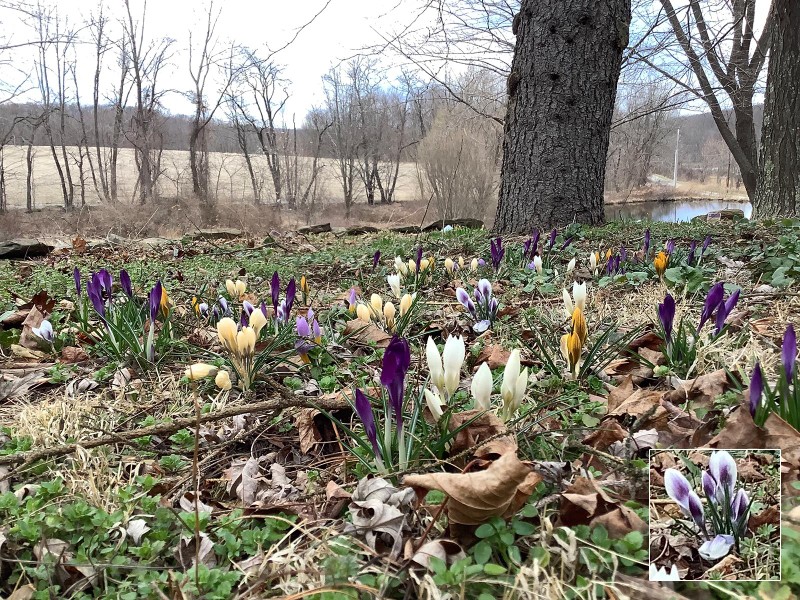 ảnh: Phone Arena ảnh: Phone Arena