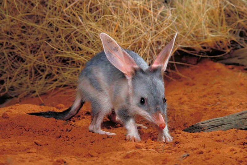 Chuột Bilby (ảnh Pinterest) Chuột Bilby (ảnh Pinterest)