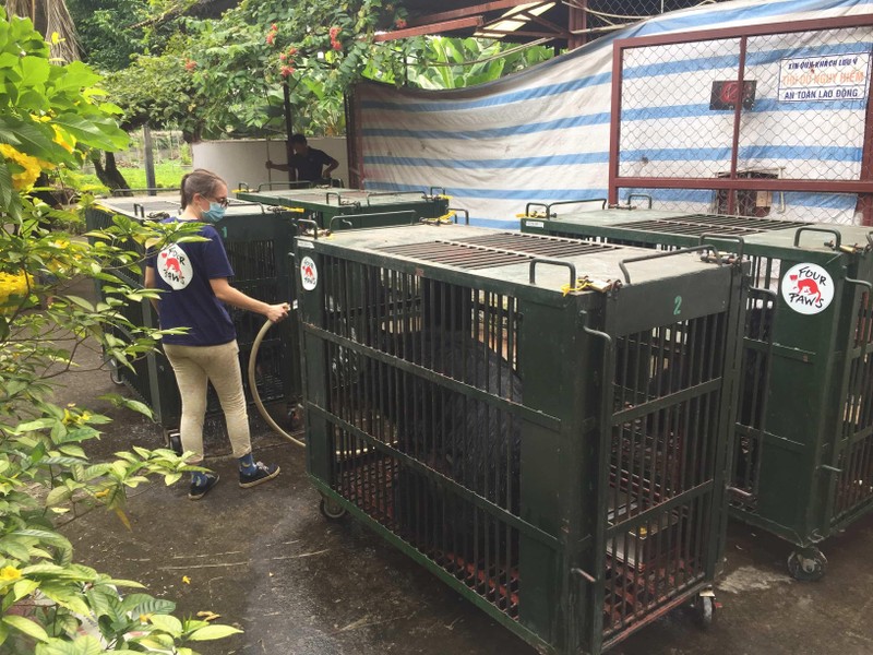 Ngày 13/10/2020, 7 cá thể gấu tại tỉnh Bình Dương đã được chủ nhân đồng ý chuyển giao tới cơ sở bảo tồn gấu Ninh Bình (ảnh: ENV) Ngày 13/10/2020, 7 cá thể gấu tại tỉnh Bình Dương đã được chủ nhân đồng ý chuyển giao tới cơ sở bảo tồn gấu Ninh Bình (ảnh: ENV)