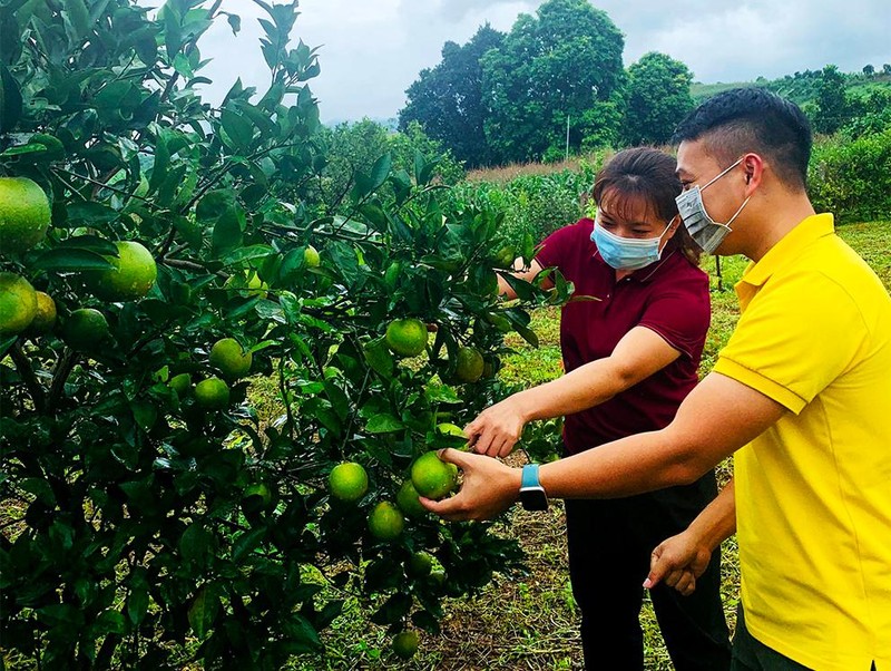 Bưu điện tỉnh Hòa Bình đồng hành cùng các hộ sản xuất nông nghiệp tiêu thụ cam Cao Phong (ảnh: VNPost)