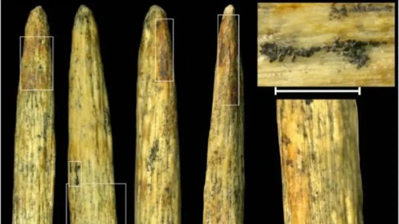 Vũ khí chế tạo từ xương. Ảnh: Journal of Archaeological Science vu khi xuong.jpg
