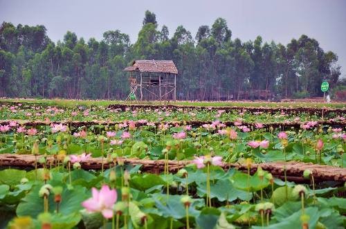 Bí quyết giúp du khách nắm rõ Đồng Tháp như lòng bàn tay