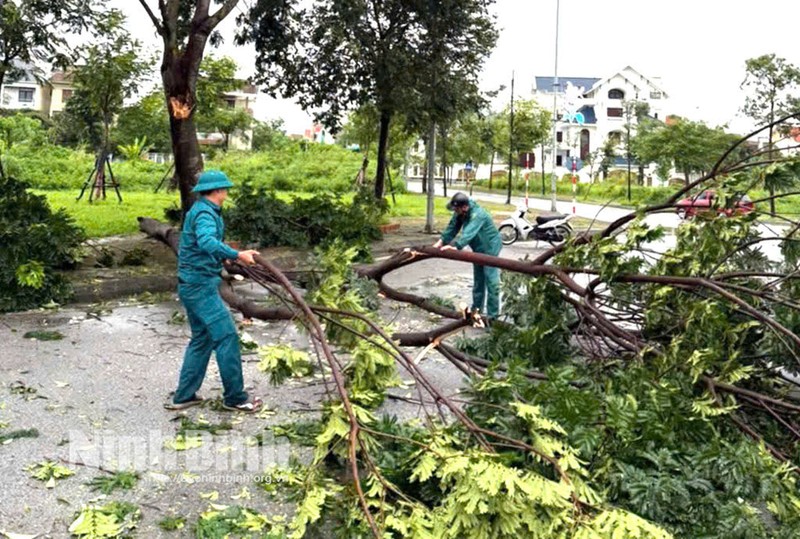 Lực lượng chức năng phường Thiên Trường xử lý cây đổ trên các tuyến đường. Ảnh: Báo Ninh Bình. ninhbinh.jpg