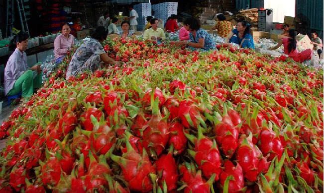 Bộ Công thương đã có thông tin chính thưc về việc thương lái Trung Quốc thao túng thị trường thanh long Bình Thuận - (Ảnh minh họa).