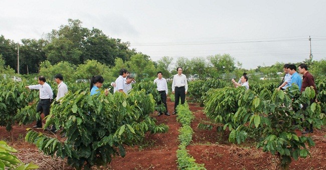 Tây Nguyên dự định tái canh, ghép cải tạo 19.000 ha cà phê trong mùa mưa năm nay - (Ảnh minh họa)