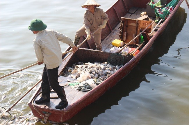 Trao đổi với một công nhân đang vớt cá chết dưới Hồ Tây, người này cho biết lượng cá lần này chết khá nhiều- có thể là do mấy ngày nay thời tiết thay đổi.