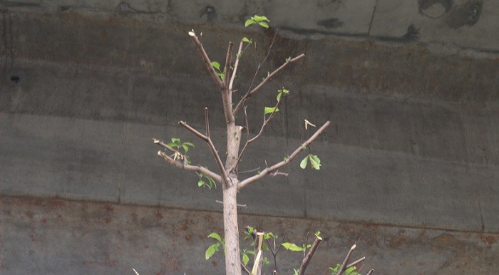 Một số cây vừa trồng đã có chiều cao chạm tới đường sắt trên cao.