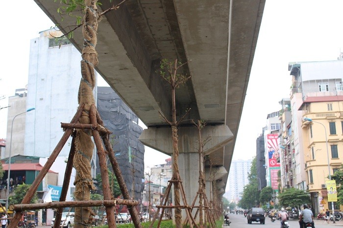 Những cây được trồng có chiều cao bằng khoảng 2/3 cột trụ đường sắt. Nhưng ở một số vị trí, cây xanh được trồng chạm tới đường sắt.