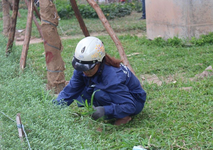 Trước đó, từ 1/7, Hà Nội tạm dừng cắt cỏ, tỉa hoa trong các tuyến phố. Lý do tạm dừng là chi phí cho việc cắt cỏ, tỉa hoa rất lớn, nên tạm dừng để tìm phương án phù hợp, giảm chi phí, khiến cỏ dại trên các tuyến phố mọc tốt um tùm.