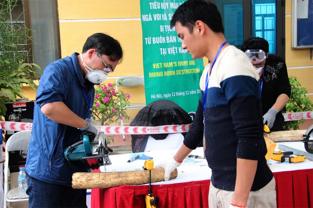 Chiều nay, chính thức tiêu huỷ 2 tấn ngà voi tại Sóc Sơn-Hà Nội ảnh 2