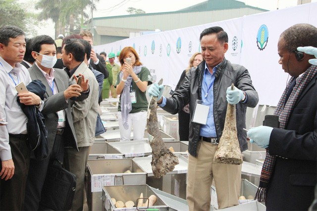 Chiều nay, chính thức tiêu huỷ 2 tấn ngà voi tại Sóc Sơn-Hà Nội ảnh 1