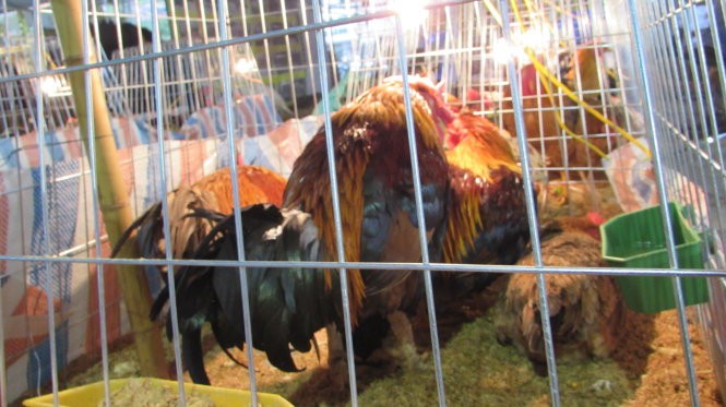 Gà chín cựa quý hiếm giá 15 triệu đồng ảnh 1