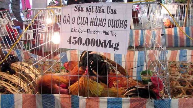 Gà chín cựa quý hiếm giá 15 triệu đồng ảnh 4