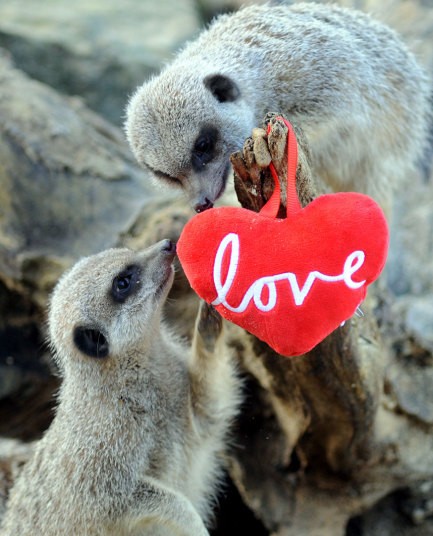 Chùm ảnh yêu đương siêu dễ thương ngày Valentine ảnh 7 Chùm ảnh yêu đương siêu dễ thương ngày Valentine ảnh 7