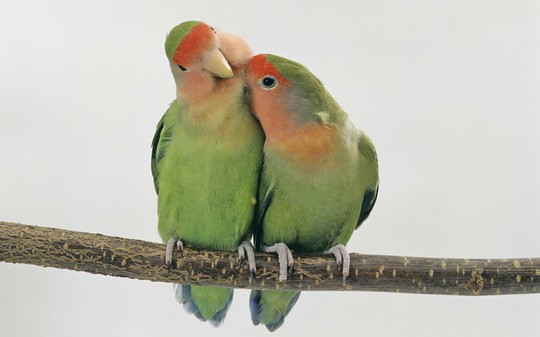 Chùm ảnh yêu đương siêu dễ thương ngày Valentine ảnh 21 Chùm ảnh yêu đương siêu dễ thương ngày Valentine ảnh 21