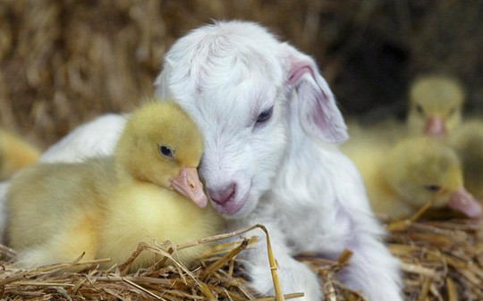 Chùm ảnh yêu đương siêu dễ thương ngày Valentine ảnh 6 Chùm ảnh yêu đương siêu dễ thương ngày Valentine ảnh 6