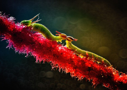 Chùm ảnh yêu đương siêu dễ thương ngày Valentine ảnh 12 Chùm ảnh yêu đương siêu dễ thương ngày Valentine ảnh 12