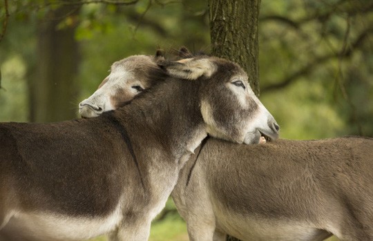 Chùm ảnh yêu đương siêu dễ thương ngày Valentine ảnh 19 Chùm ảnh yêu đương siêu dễ thương ngày Valentine ảnh 19