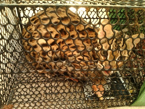 Tưởng chồn ăn thịt gà, bẫy được con vật giống mèo rừng Châu Phi ảnh 2 Tưởng chồn ăn thịt gà, bẫy được con vật giống mèo rừng Châu Phi ảnh 2