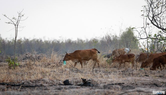 Nắng hạn bò ăn rác, chết hàng trăm con ảnh 1