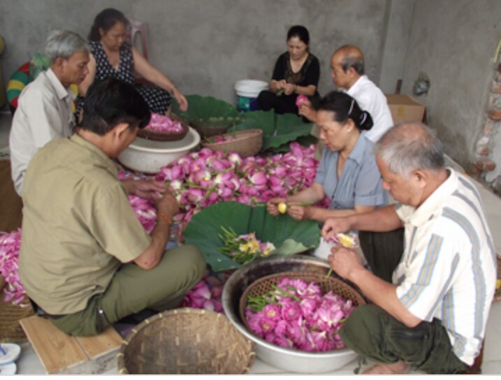 Vợ chồng nghệ nhân Ngô Văn Xiêm làm sen ướp trà cùng người thân trong gia đình. Vợ chồng nghệ nhân Ngô Văn Xiêm làm sen ướp trà cùng người thân trong gia đình.