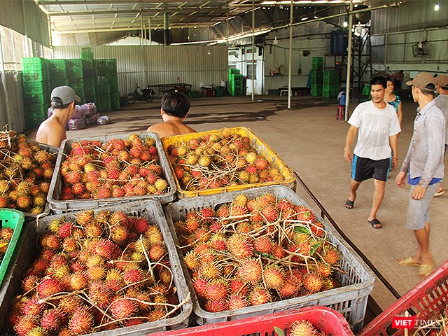 Mỗi năm nhà máy đang sản xuất, chế biến 2 loại nông sản và chôm chôm đóng hộp.