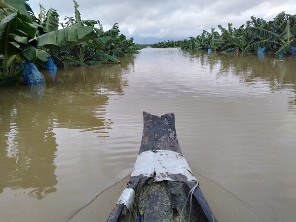 Có khoảng 1.200 ha chuối đang trong giai đoạn chuẩn bị thu hoạch đã bị ngập. Có khoảng 1.200 ha chuối đang trong giai đoạn chuẩn bị thu hoạch đã bị ngập.