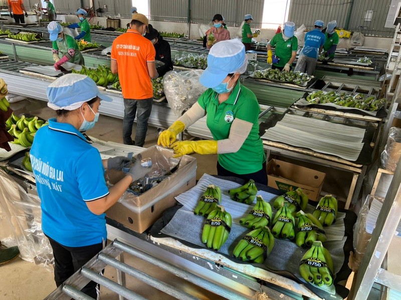 Hoàng Anh Gia Lai đã trở thành một "thế lực" trên thị trường chuối thế giới Hoàng Anh Gia Lai đã trở thành một "thế lực" trên thị trường chuối thế giới