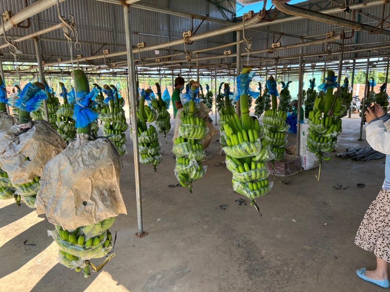 "Về xuất khẩu chuối ở Việt Nam tôi đứng thứ hai thì không ai đứng thứ nhất" "Về xuất khẩu chuối ở Việt Nam tôi đứng thứ hai thì không ai đứng thứ nhất"