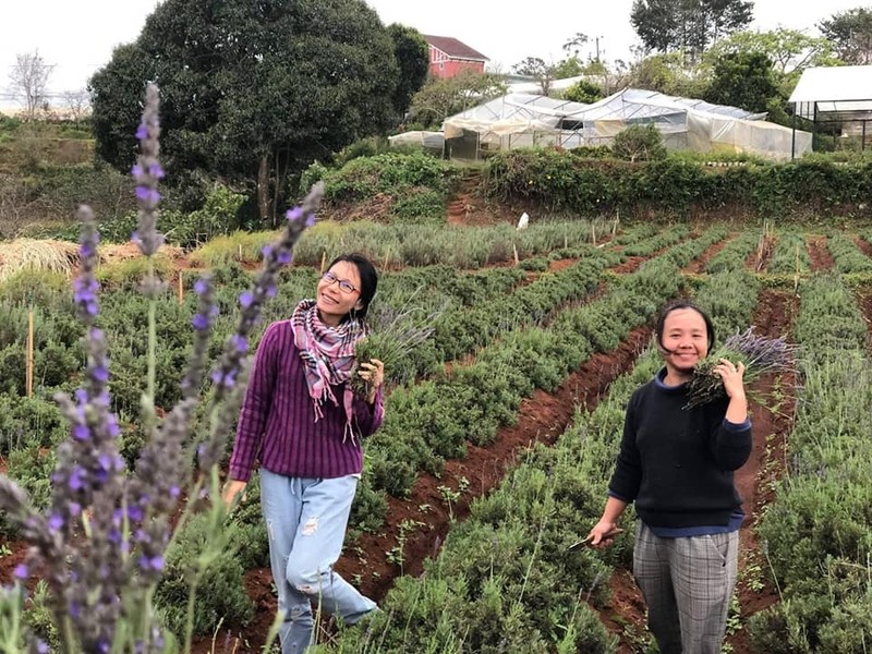 Tùng Hạ Farm của Nguyễn Tường Miên mất hơn 10 năm để cải tạo đất và đã thành công với vụ mùa hoa Lavender và cây gia vị để chiết xuất tinh dầu