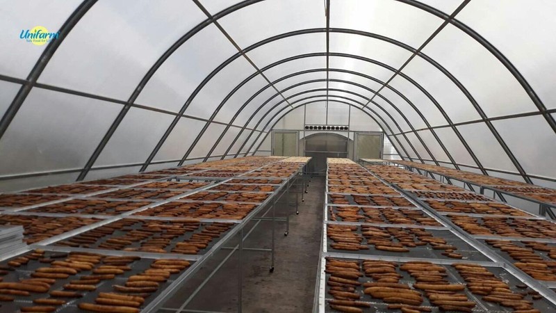 Chuối sấy bằng năng lượng mặt trời 