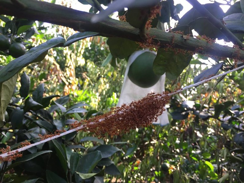 Kiến vàng được nuôi trong vườn Bưởi để chữa trị sâu bệnh một cách tự nhiên 