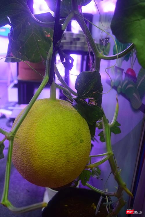 Trái Dưa lưới này là sản phẩm được trồng bởi viên trồng cây thông minh trong trang trại của Vin Eco - Ông Trần Thái Nguyên, giám đốc thương mại Công ty CP Giải pháp Nông nghiệp thông minh cho biết.