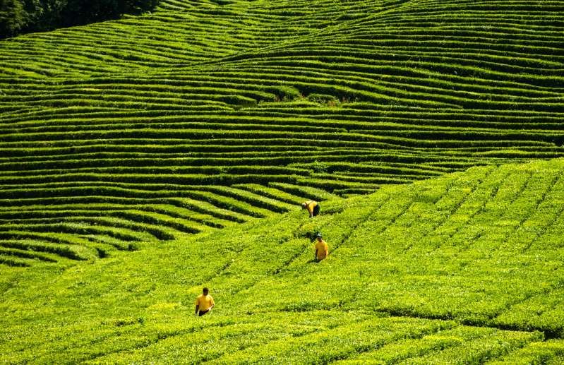 Nông trường chè Nga Nông trường chè Nga
